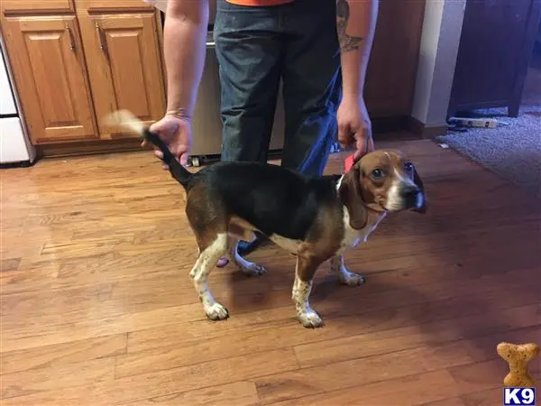 Beagle stud dog